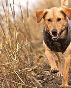 Image result for Dog Lab Coat