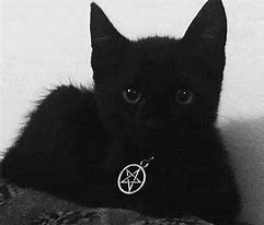 Image result for Black Cat Grunge