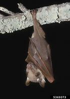 Image result for Buttikofer Epauletted Fruit Bat