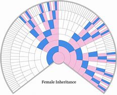 Image result for Trisomy X Female Chart