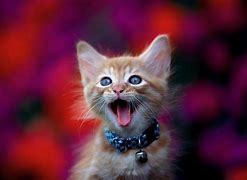 Image result for Animals Happy Cat