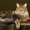 Image result for Munchkin Cat Mix