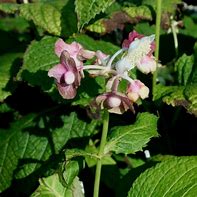 Image result for Deinanthe bifida Pink Kii