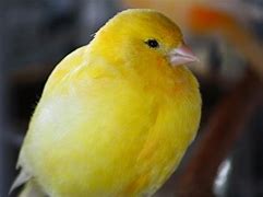 Image result for Things That Are Yellow and Red
