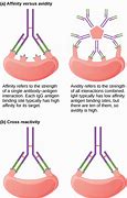 Image result for Cross-Reactivity