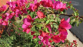 Image result for What Kind of Wild Flowers in Arizona