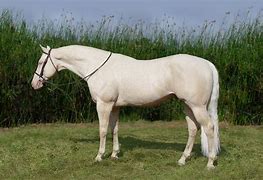 Image result for Buckskin Warmblood Horse