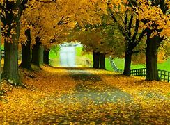 Image result for Yellow Nature Phone Wallpaper