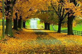 Image result for Yellow Nature Wallpaper