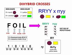 Image result for Dihybrid Cross FOIL Method