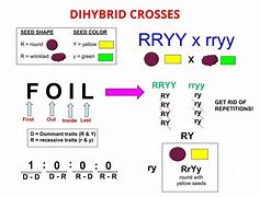 Image result for Dihybrid Test Cross