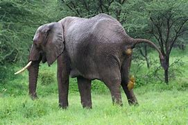 Image result for Elephant Poops On Zookeeper