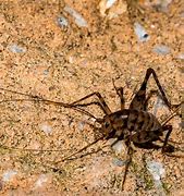 Image result for Hopping Spider Cricket Pictures