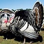 Image result for Rare Heritage Turkey