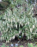 Image result for Garrya elliptica