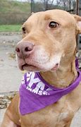 Image result for Strong Pit Bull