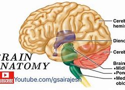 Image result for Sculpting a Model of the Brain Stem