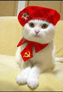 Image result for Russian Cat PFP