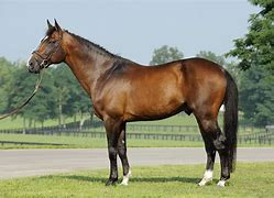 Image result for Irish Warmblood Horse