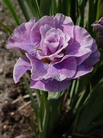 Image result for Iris sibirica Pink Parfait
