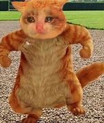 Image result for Cat Looks at Boy Funny