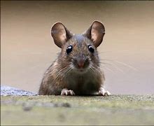 Image result for Big-Eared Mouse