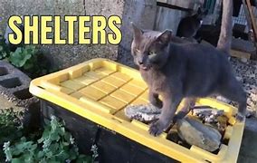 Image result for Jackson Galaxy Outdoor Cats