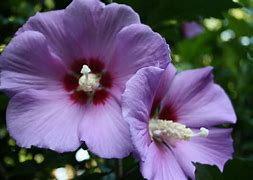 Image result for Purple Hibiscus Sorry Day