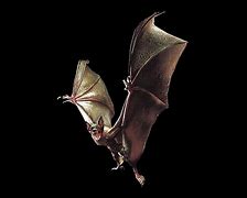 Image result for Resident Evil Bat