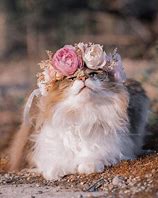 Image result for Cat with a Flower Meme