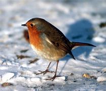 Image result for Snow Birds