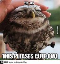 Image result for Squashed Owl Meme