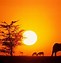 Image result for Kenya Safari Sunset