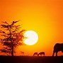 Image result for Sunset in Kenya Screensaver