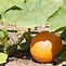 Image result for Pumpkin Plant