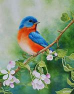 Image result for Iris Little Blue Bird