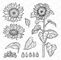 Image result for Sunflower Leaves Drawing