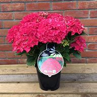 Image result for Hydrangea macrophylla Hot Red