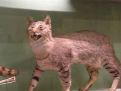 Image result for Funny Taxidermy Animals