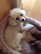 Image result for Toy Poodle Chihuahua Mix