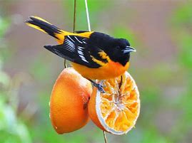 Image result for Types of Oriole Birds