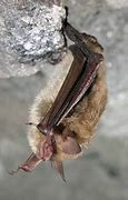 Image result for Northern Long Ear Bat