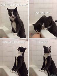 Image result for Cat Bath Meme