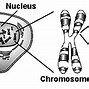 Image result for Chromosomes Make Up DNA