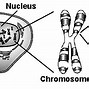 Image result for What Is Chromosome Gene DNA Allel