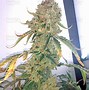 Image result for Sugar OG Strain