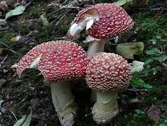 Image result for agaric�cel
