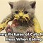 Image result for Funny Cat Eating