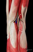 Image result for Peroneal Nerve Knee Pain