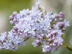 Image result for Lilac Bush Varieties